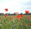 Thumb_110
