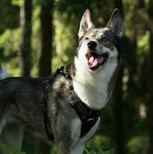 Подлежит ли возмещению ущерб, причиненный здоровью собаки в ДТП, и моральный вред хозяина? Рассказываем, что решил суд